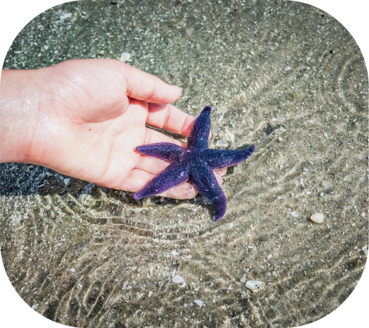 Image d'une main tenant une étoile de mer
